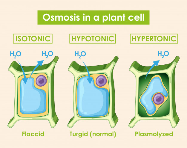 osmosis and plasmolysis experiment