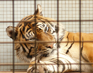 caged tiger 2020-12-21 172322.png