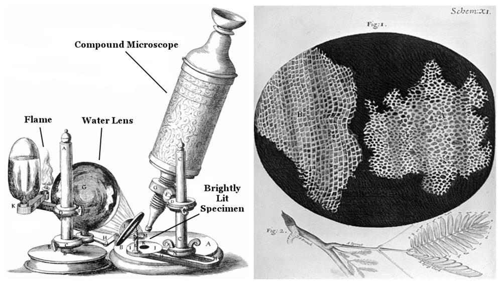 Cell discovery — lesson. Science State Board, Class 6.