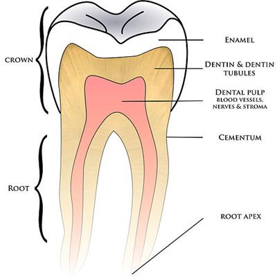 512px-Basic_anatomy_tooth.jpg