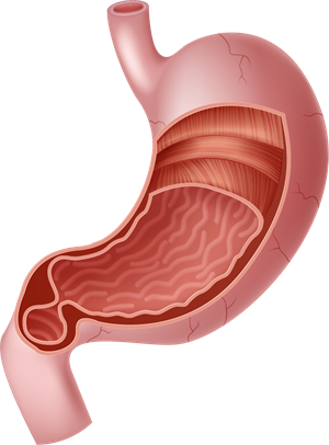 YCIND_221123_4748_stomach.png