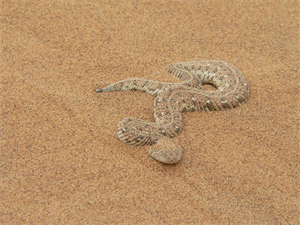 African sidewinder.png