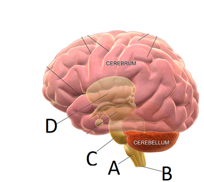 brain medulla a.png