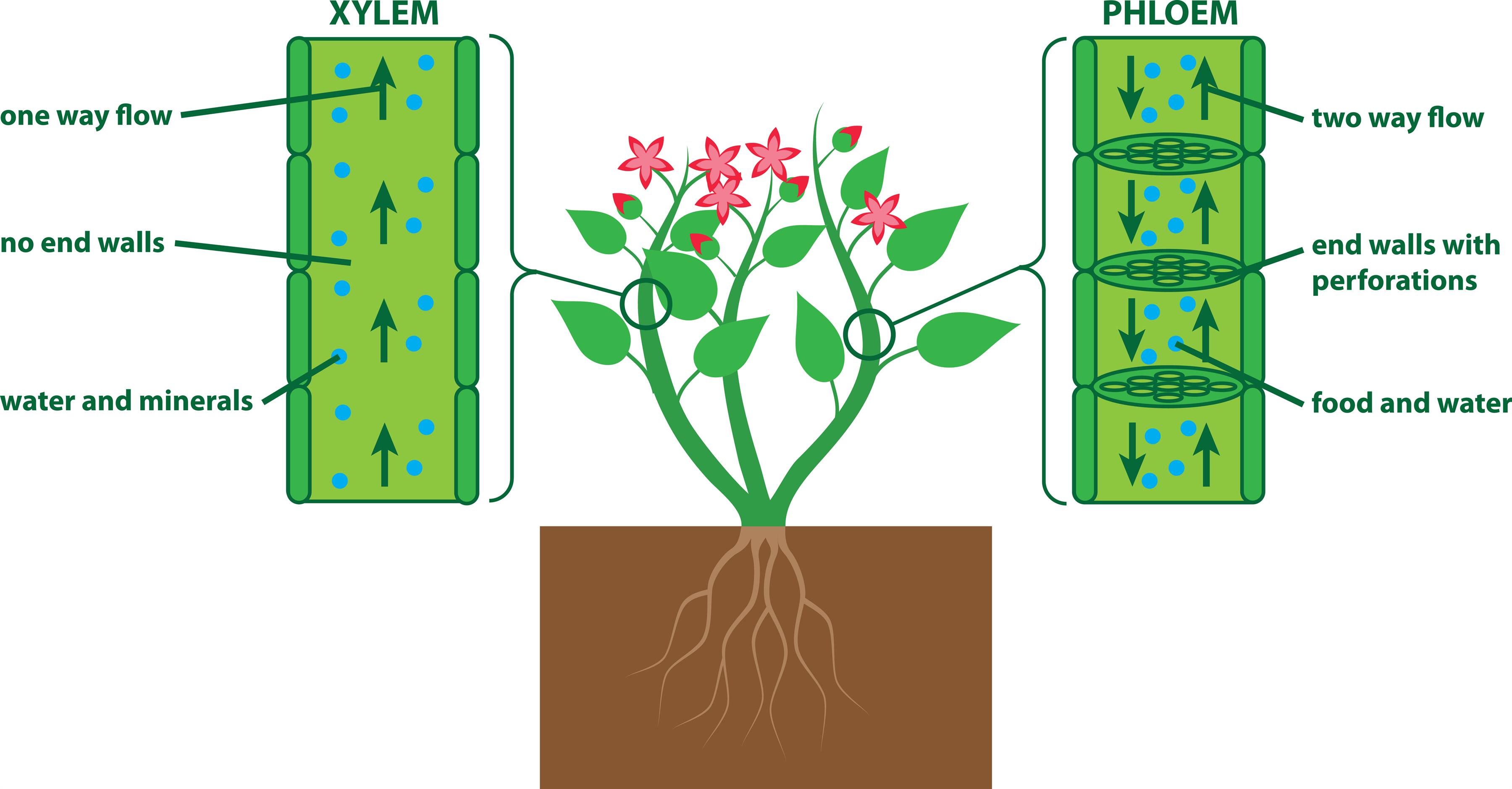 peteridophytes