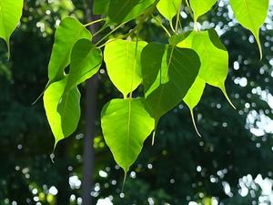 bodhi-leaf-tree-leaf-green-buddhism.jpg