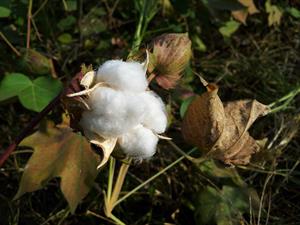 cotton-187782_960_720.jpg