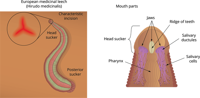 leech external anatomy