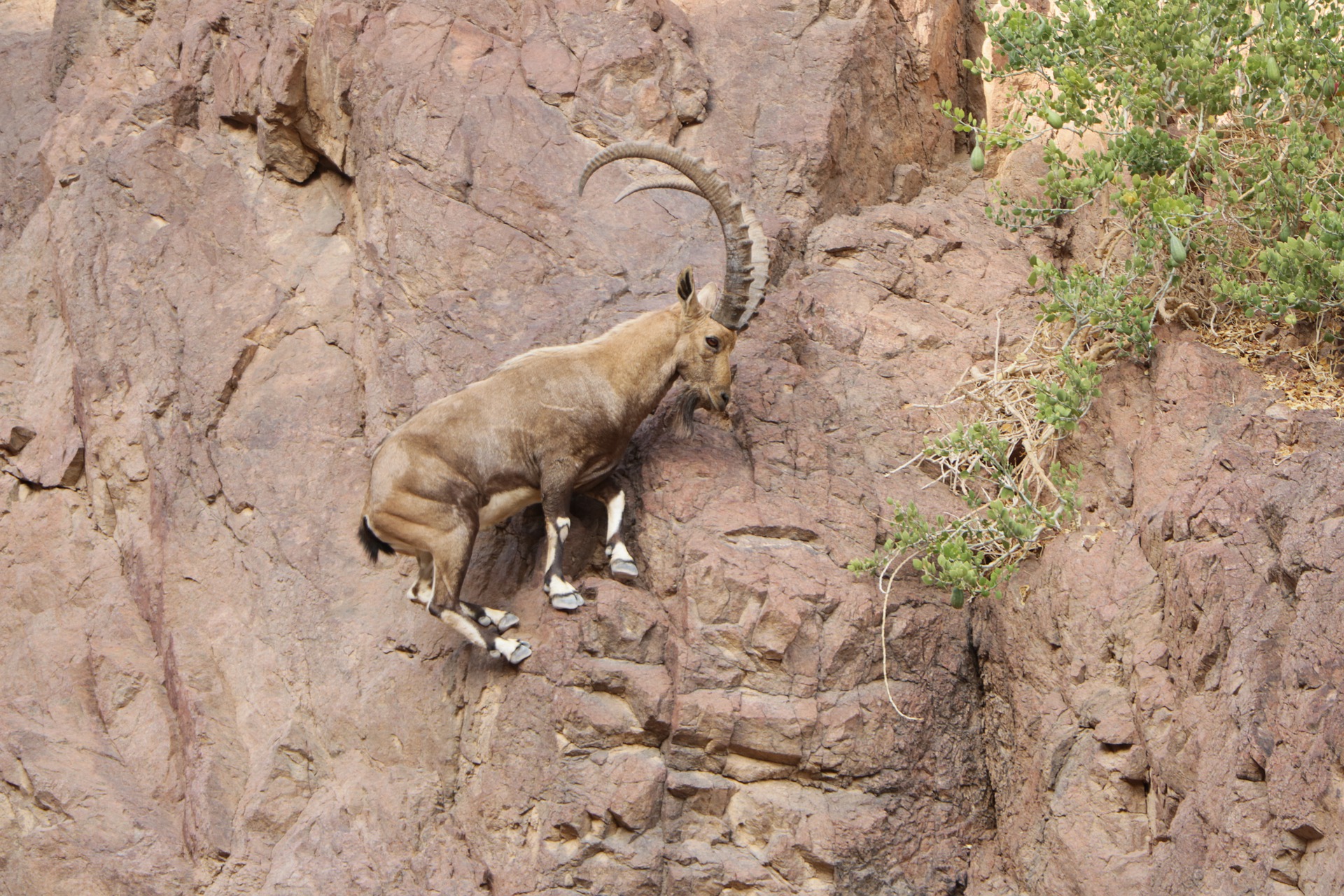 adaptations-present-in-mountain-and-forest-habitat-lesson-science