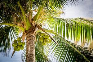 coconut tree.jpg