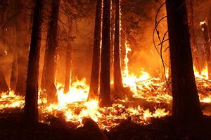 wildfire-1105209_960_720.jpg