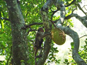 Monkey on a jackfruit tree.jpg