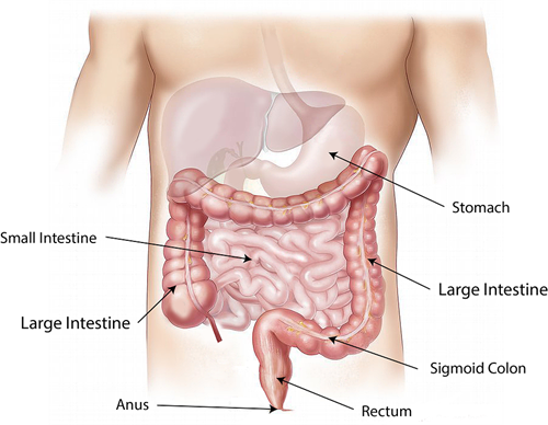 abdomen-1698565_960_720.png