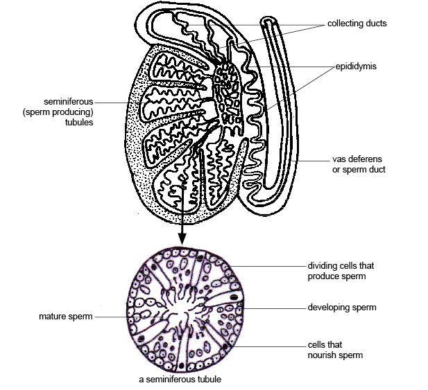 Human reproductive system - Male reproductive system — lesson. Science ...