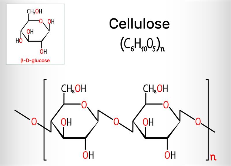 natural-polymers-lesson-science-state-board-class-7