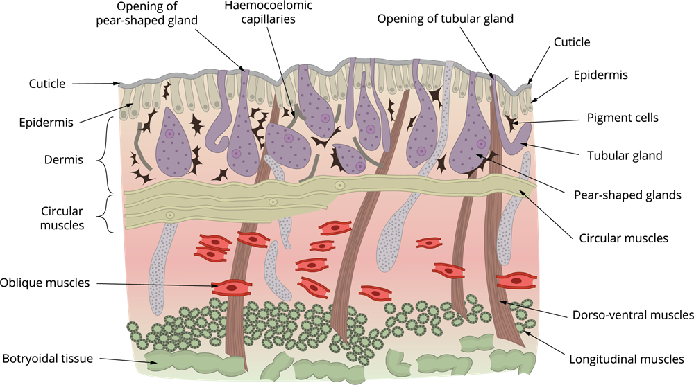 External apertures and division of the body — lesson. Science State ...