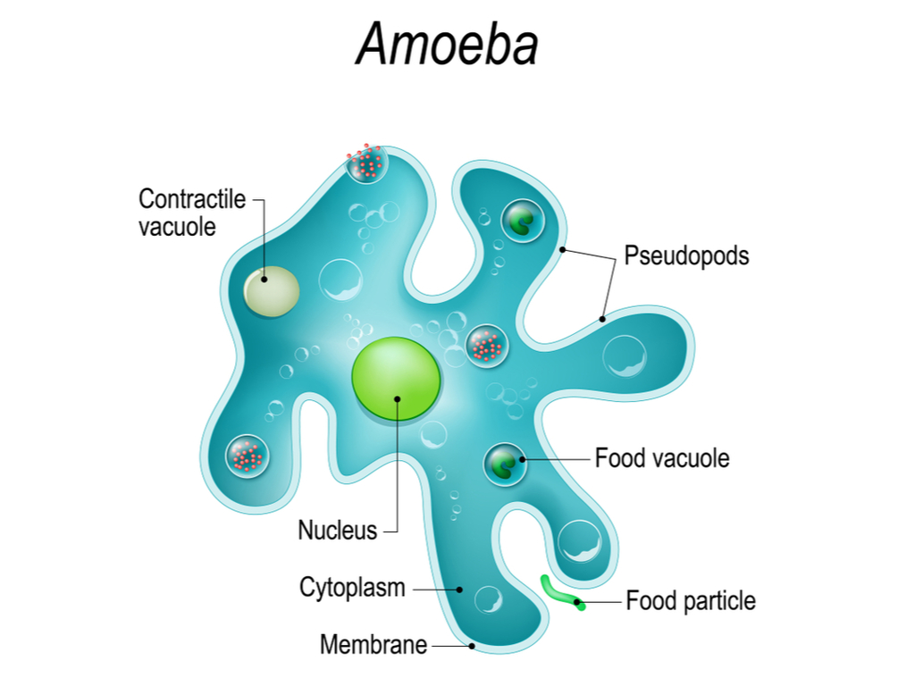 Digestion In Amoeba — Lesson Science Cbse Class 7