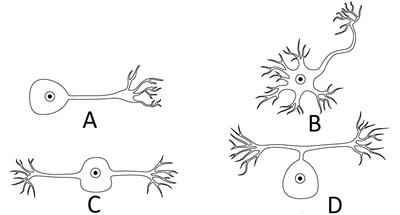 types_of_neuron.jpg