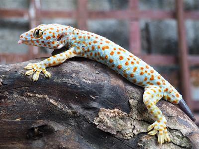 Geckos  - South America - Yaclass.jpg