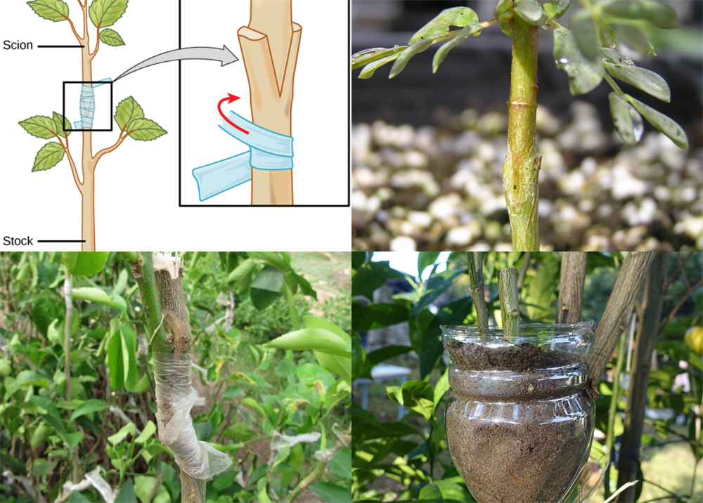 artificial-vegetative-propagation-lesson-science-cbse-class-10