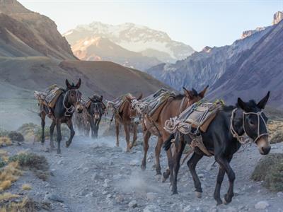 Pack mules descending from the mountains. Aconcagua National Park  -South America - Yaclass.jpg