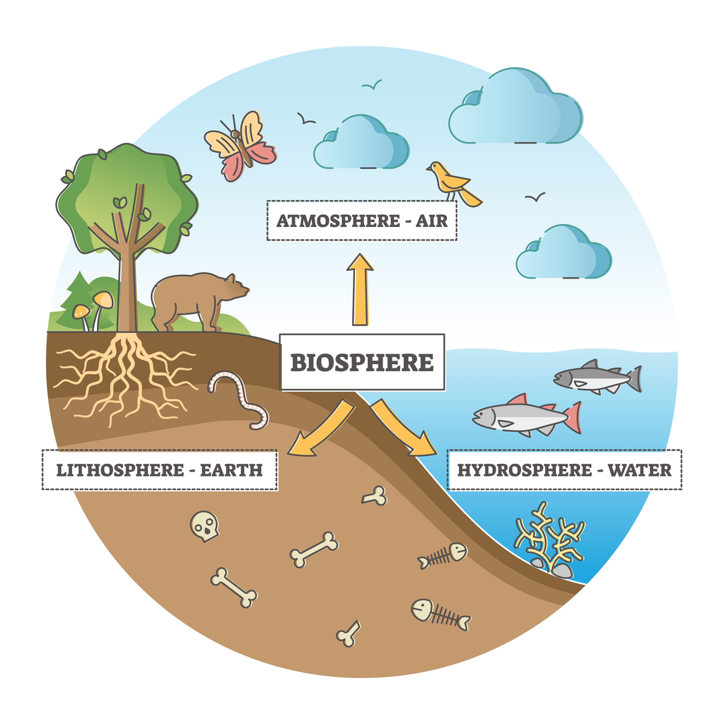 Biosphere and Ecosystem — lesson. Social Science, Class 9.