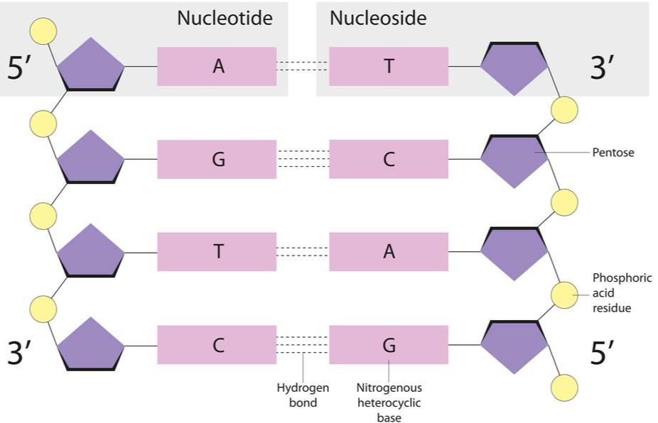 Structure and composition of DNA molecule — lesson. Science State Board ...