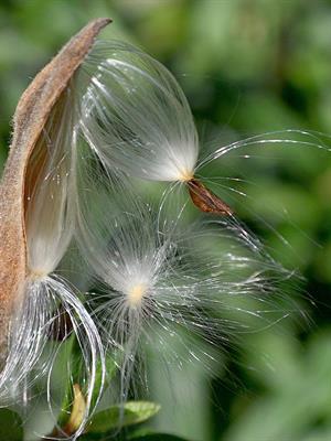 shutterstock_1526785211_Seeds of butterfly weed_tauriņu nezāļu sēklas.jpg