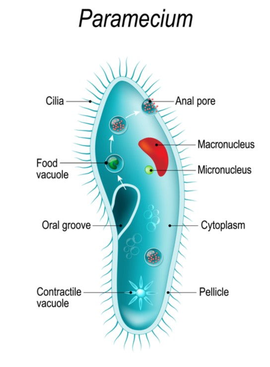 Vacuoles — lesson. Science CBSE, Class 9.