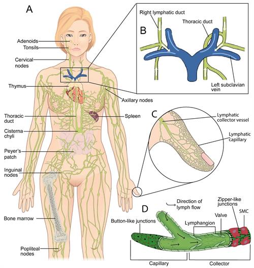 Anatomy_of_the_lymphatic_system.jpg