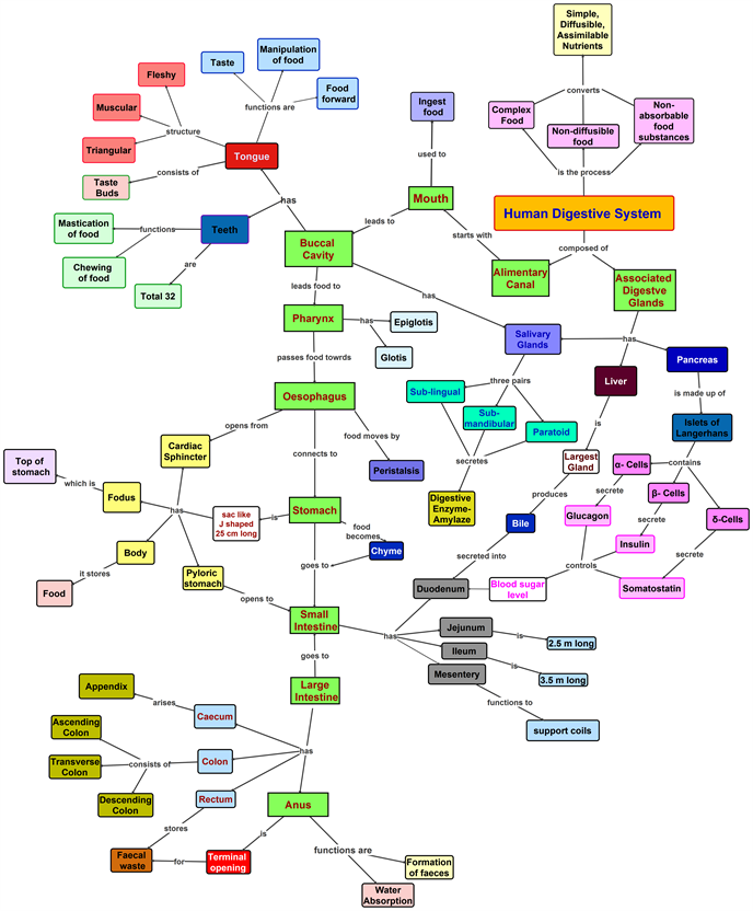 Chavan_R_L_&_Khandagale_V_S-Human_Digestive_System-Concept_Map.png