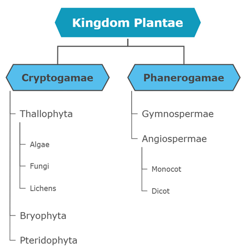 plantae kingdom diagram