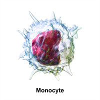 Blausen_0649_Monocyte.png