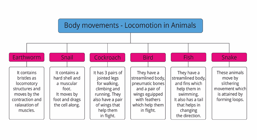 Mind map for locomotion in animals — lesson. Science CBSE, Class 6.