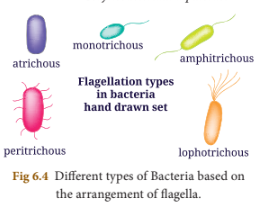 bacteria flagella types.PNG
