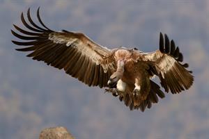 vulture-1209813_1280.jpg