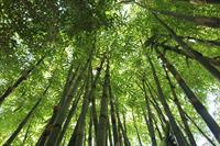 bamboo-566450_1280.jpg