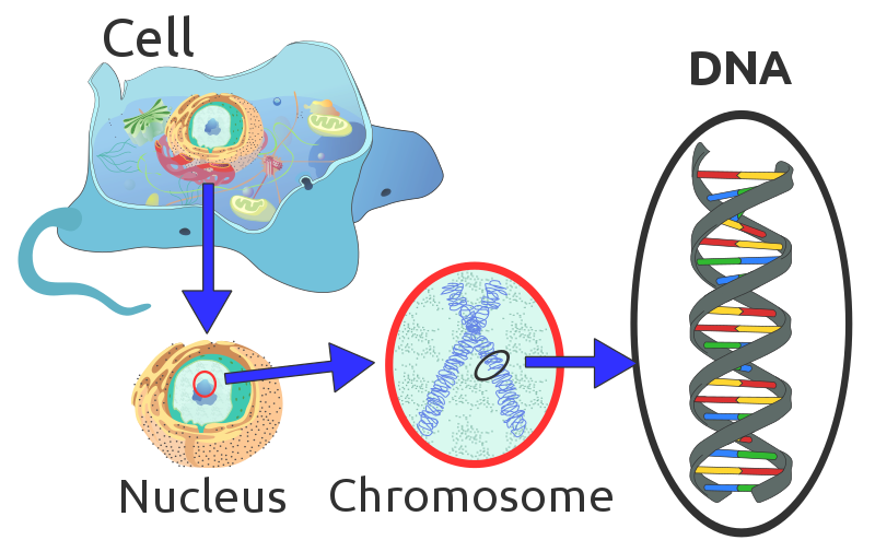 do-organisms-create-exact-copies-lesson-science-cbse-class-10