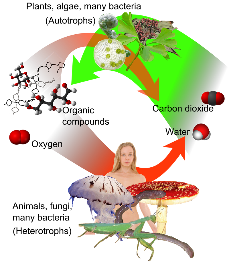 Autotrophic Nutrition Nutrition In Plants Lesson Cbse Class My XXX 