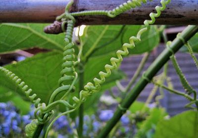 tendrils-of-a-climber.jpg