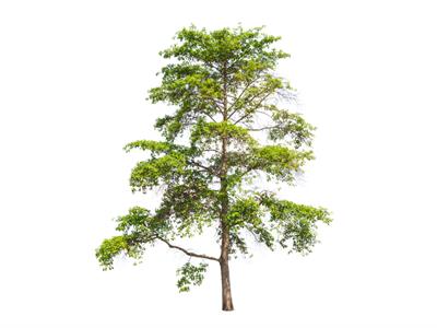 Cinchona tree - South America - yaclass.jpg