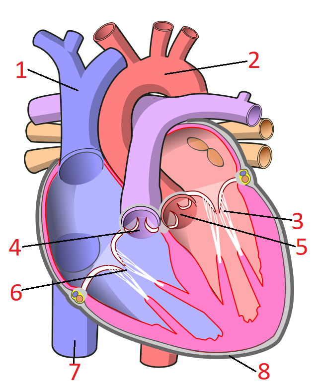 Types of circulation and the functions of the parts of the heart — task ...