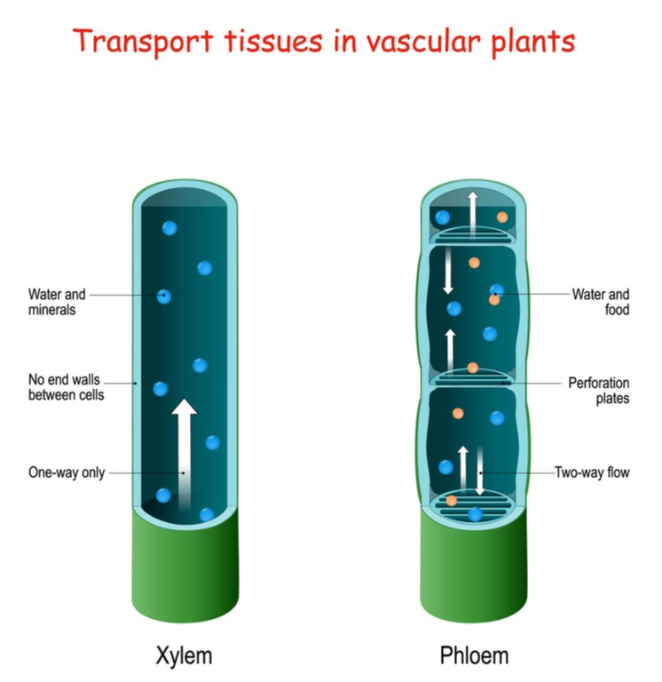 Complex permannet tissue : Xylem — lesson. Science CBSE, Class 9.