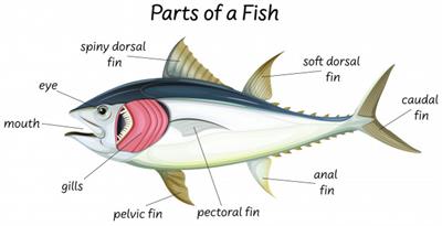 Adaptations in fishes — lesson. Science State Board, Class 6.