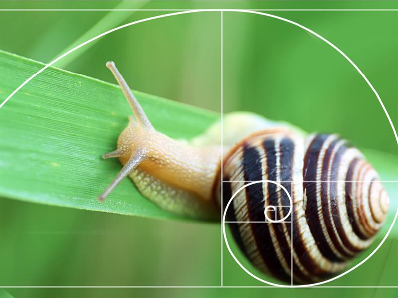 Patterns in the Fibonacci sequence — lesson. Mathematics State Board ...