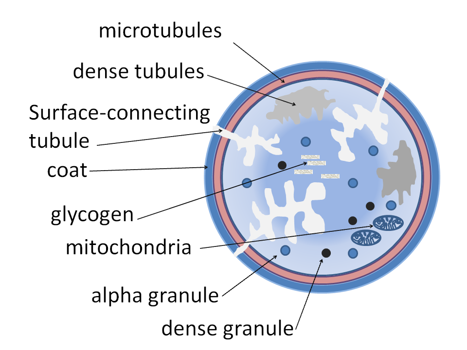 Fluid connective tissue II — lesson. Science CBSE, Class 9.