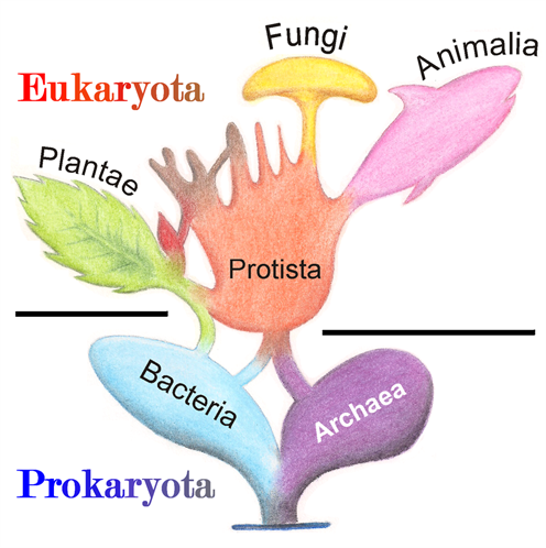 1024px-Tree_of_Living_Organisms_2 (1).png