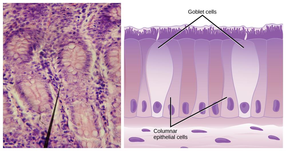 Simple and compound epithelium — lesson. Science State Board, Class 9.