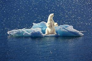 polar-bear-2.jpg