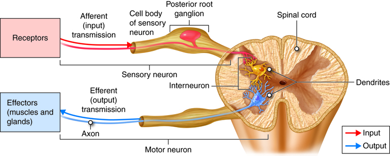 motor-neurons-of-the-somatic-nervous-system-pikolyourself