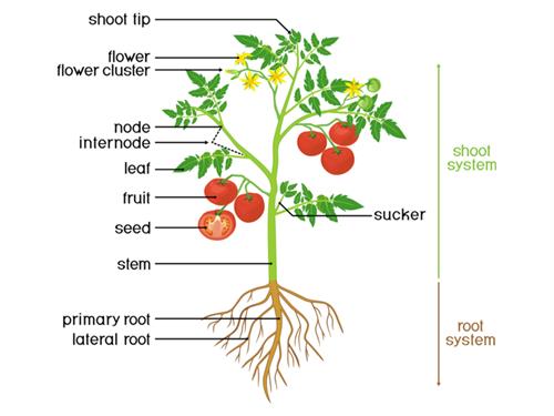 Different plant parts as sources of food — lesson. Science CBSE, Class 6.